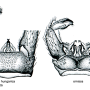 Elliptera omissa : hypopygium