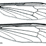 Elliptera omissa : wing