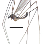 Elliptera zipanguensis zipanguensis: habitus - male