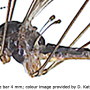 Elliptera zipanguensis zipanguensis: habitus - male
