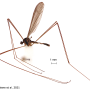 Elliptera zipanguensis zipanguensis: habitus - male