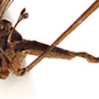 Elliptera zipanguensis zipanguensis: habitus - male