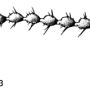 Elliptera zipanguensis zipanguensis: body part(s) - antenna