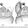 Elliptera zipanguensis zipanguensis: hypopygium
