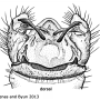Elliptera zipanguensis zipanguensis: hypopygium