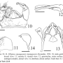 Elliptera zipanguensis zipanguensis: hypopygium