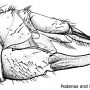 Elliptera zipanguensis zipanguensis: ovipositor