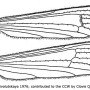 Elliptera zipanguensis zipanguensis: wing