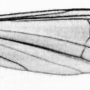 Elliptera zipanguensis zipanguensis: wing