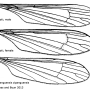 Elliptera zipanguensis zipanguensis: wing