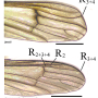 Elliptera zipanguensis zipanguensis: wing