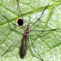 Ellipteroides (Photogonomyia) alboscutellatus : habitus - female