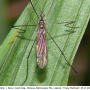 Ellipteroides (Photogonomyia) alboscutellatus : habitus - male