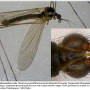 Ellipteroides (Photogonomyia) alboscutellatus : habitus - male