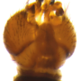 Ellipteroides (Photogonomyia) alboscutellatus : hypopygium