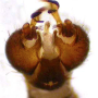Ellipteroides (Photogonomyia) alboscutellatus : hypopygium