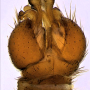 Ellipteroides (Photogonomyia) alboscutellatus : hypopygium