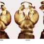Ellipteroides (Photogonomyia) alboscutellatus : hypopygium