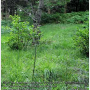 Ellipteroides (Photogonomyia) alboscutellatus : habitat