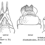 Ellipteroides (Photogonomyia) alboscutellatus : ovipositor