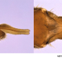 Ellipteroides (Photogonomyia) alboscutellatus : ovipositor