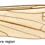 Ellipteroides (Photogonomyia) alboscutellatus : wing