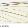 Ellipteroides (Photogonomyia) alboscutellatus : wing