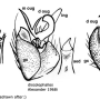 Ellipteroides (Ramagonomyia) bisiculifer : hypopygium