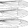 Ellipteroides (Progonomyia) chiloensis : wing