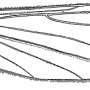 Ellipteroides (Ellipteroides) friesei : wing