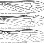 Ellipteroides (Progonomyia) hesperius : wing