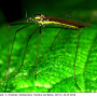 Ellipteroides (Ellipteroides) lateralis : habitus - female