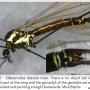Ellipteroides (Ellipteroides) lateralis : habitus - male