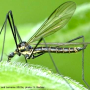 Ellipteroides (Ellipteroides) lateralis : habitus - male