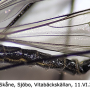 Ellipteroides (Ellipteroides) lateralis : habitus - male