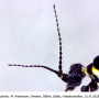 Ellipteroides (Ellipteroides) lateralis : body part(s) - head and antenna