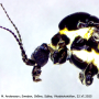 Ellipteroides (Ellipteroides) lateralis : body part(s) - head and thorax