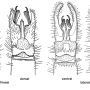 Ellipteroides (Ellipteroides) lateralis : hypopygium