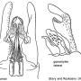 Ellipteroides (Ellipteroides) lateralis : hypopygium