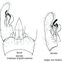 Ellipteroides (Ellipteroides) lateralis : hypopygium