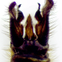 Ellipteroides (Ellipteroides) lateralis : hypopygium