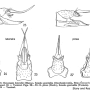 Ellipteroides (Ellipteroides) lateralis : ovipositor