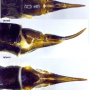 Ellipteroides (Ellipteroides) lateralis : ovipositor