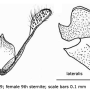 Ellipteroides (Ellipteroides) lateralis : ovipositor