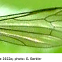 Ellipteroides (Ellipteroides) lateralis : wing