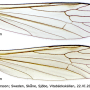 Ellipteroides (Ellipteroides) lateralis : wing