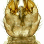 Ellipteroides (Protogonomyia) limbatus : hypopygium