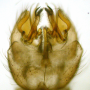 Ellipteroides (Protogonomyia) limbatus : hypopygium