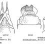 Ellipteroides (Protogonomyia) limbatus : ovipositor