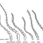 Ellipteroides (Ptilostenodes) omissus : body part(s) - antenna